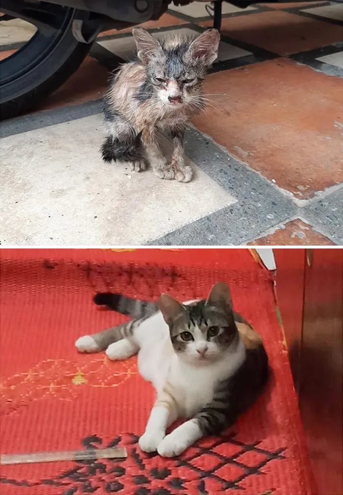 The Difference A Rescue Can Make