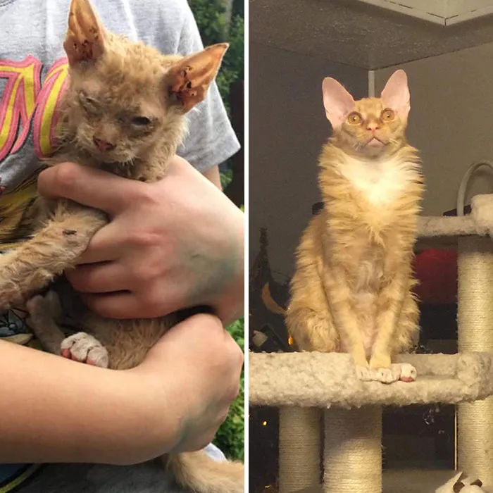 He’s A Whole Lot Better Compared To When He Was First Rescued! My Friend Took Him In. He’s Playful And Living His Best Life