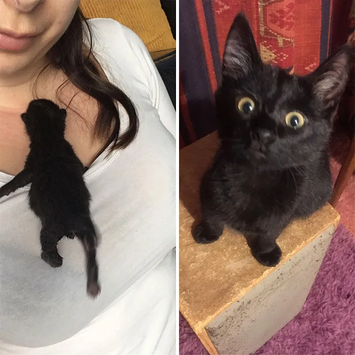 96 gramos cuando lo adopté, ahora 2 kilos y casi 4 meses