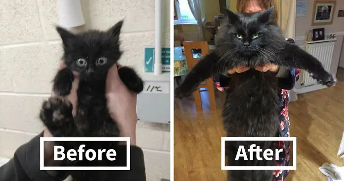 People Are Sharing Before And After Adoption Pictures Of Their Cats And It's Heartwarming (35 Pics)
