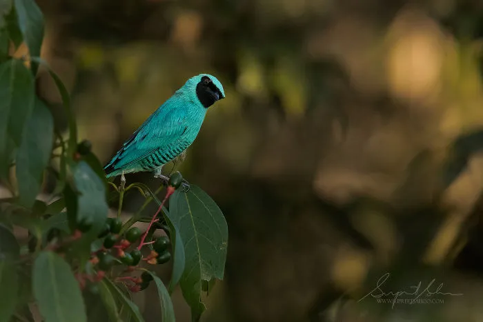Swallow Tanager