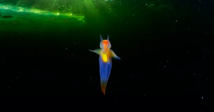 “This Isn’t CGI”: Video Of A Real-Life Creature Known As A Sea Angel Hovering Under Ice In The White Sea Goes Viral