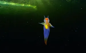 “This Isn’t CGI”: Video Of A Real-Life Creature Known As A Sea Angel Hovering Under Ice In The White Sea Goes Viral