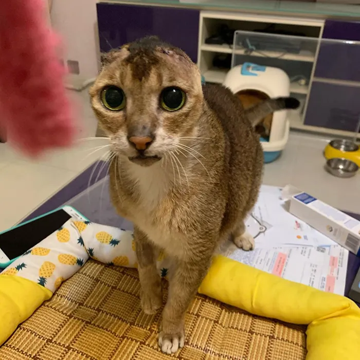 Cat Who Lost His Ears Finds Forever Home And A Best Friend (27 Photos)