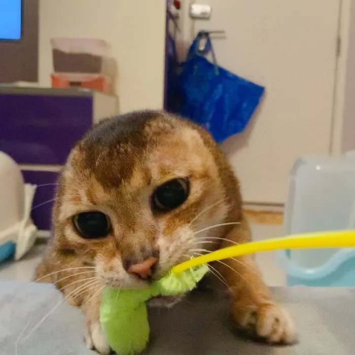 Cat Who Lost His Ears Finds Forever Home And A Best Friend (27 Photos)