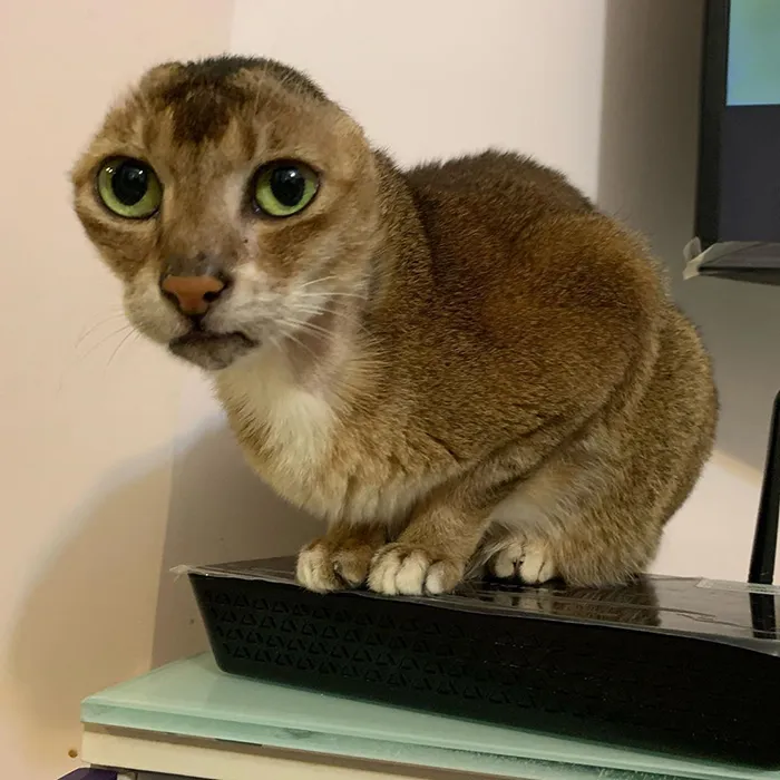 Cat Who Lost His Ears Finds Forever Home And A Best Friend (27 Photos)