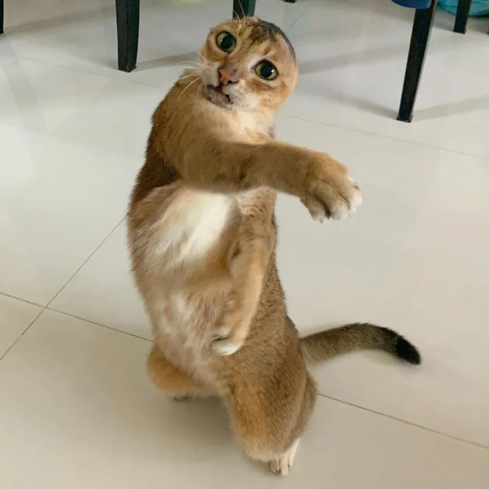 Cat Who Lost His Ears Finds Forever Home And A Best Friend (27 Photos)