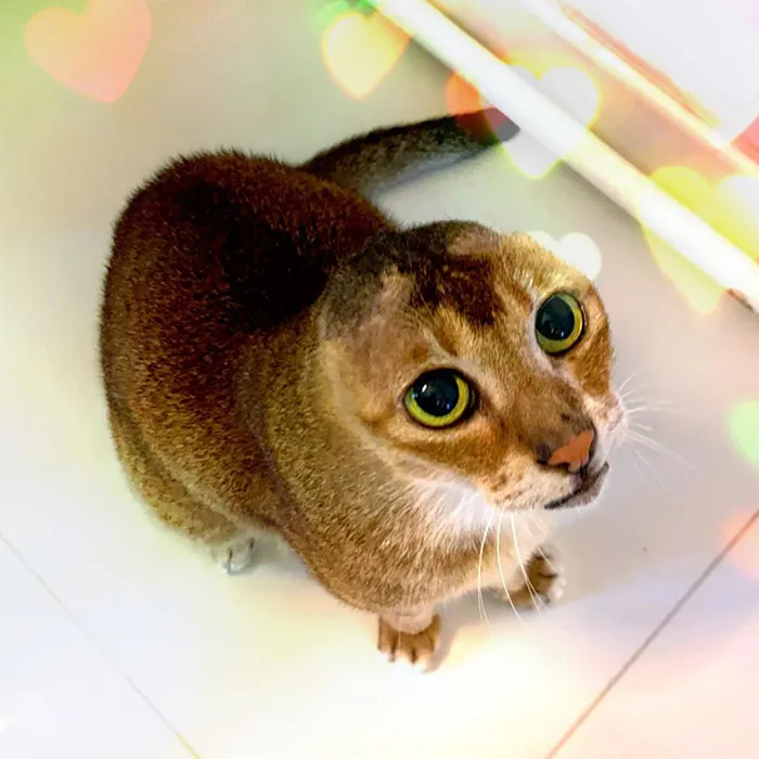 Cat Who Lost His Ears Finds Forever Home And A Best Friend (27 Photos)