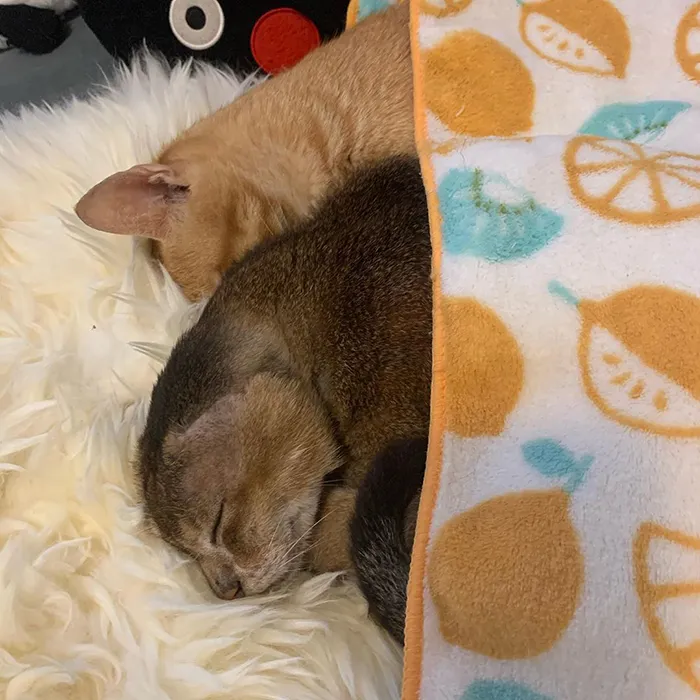 Cat Who Lost His Ears Finds Forever Home And A Best Friend (27 Photos)