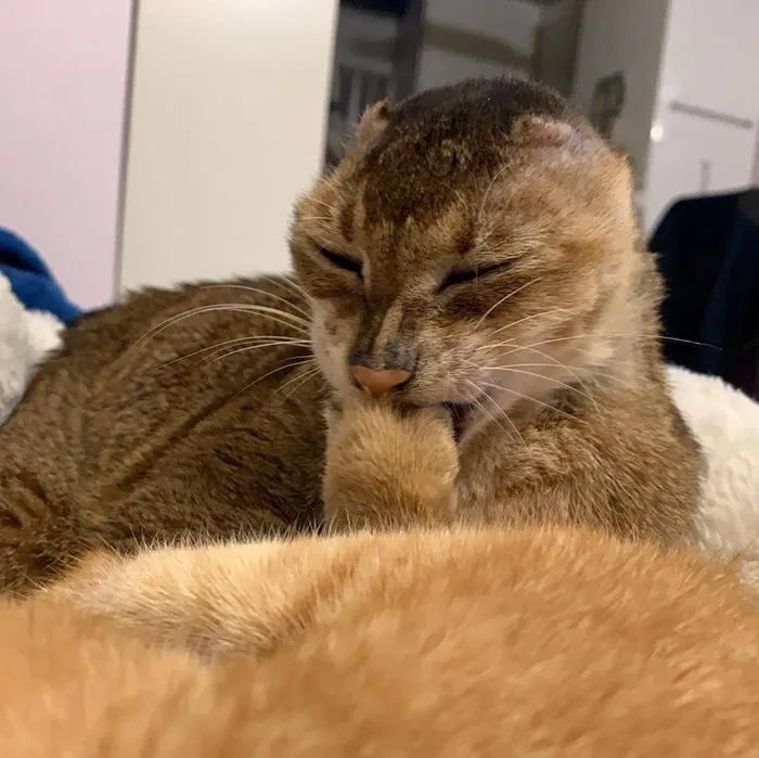 Cat Who Lost His Ears Finds Forever Home And A Best Friend (27 Photos)