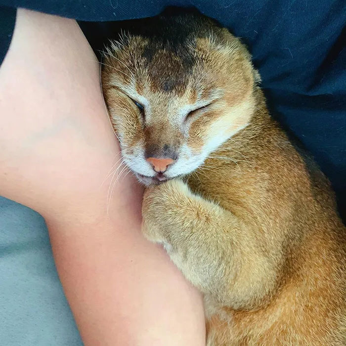 Cat Who Lost His Ears Finds Forever Home And A Best Friend (27 Photos)