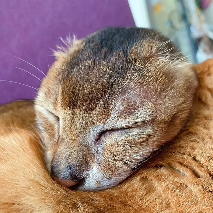 Cat Who Lost His Ears Finds Forever Home And A Best Friend (27 Photos)