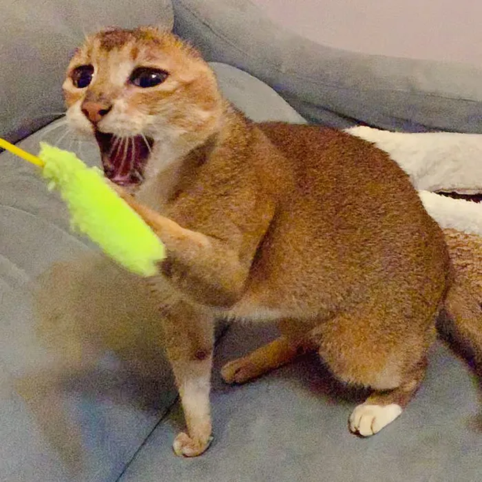 Cat Who Lost His Ears Finds Forever Home And A Best Friend (27 Photos)