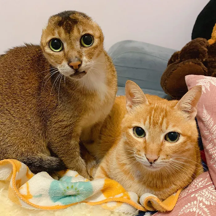 Cat Who Lost His Ears Finds Forever Home And A Best Friend (27 Photos)