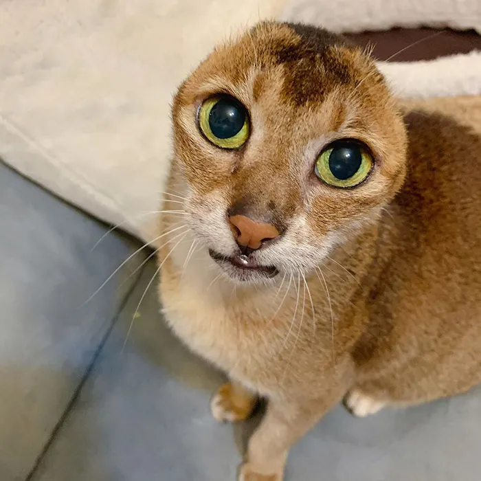 Cat Who Lost His Ears Finds Forever Home And A Best Friend (27 Photos)