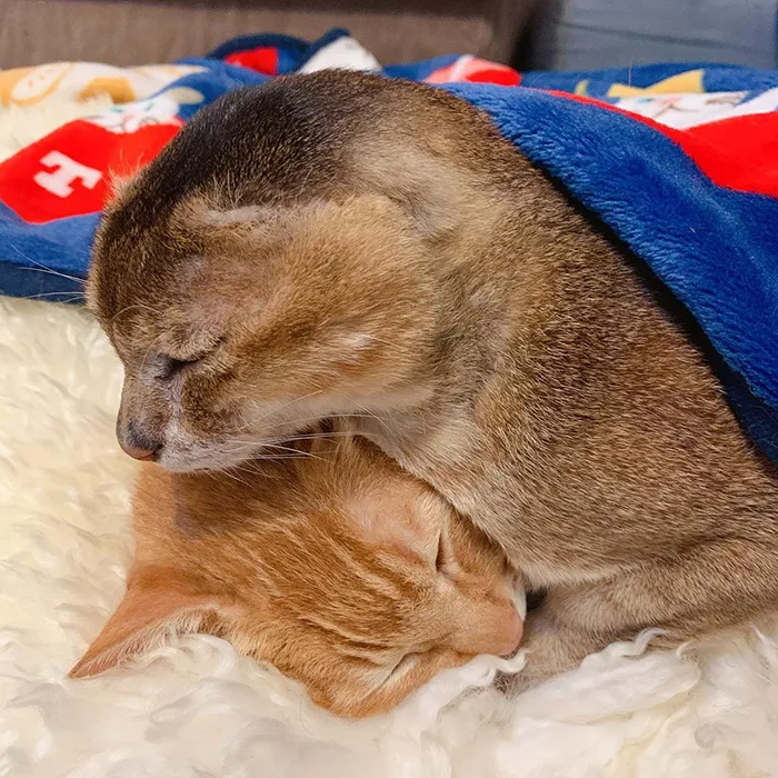 Cat Who Lost His Ears Finds Forever Home And A Best Friend (27 Photos)