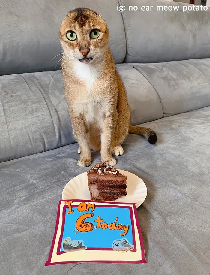 Cat Who Lost His Ears Finds Forever Home And A Best Friend (27 Photos)