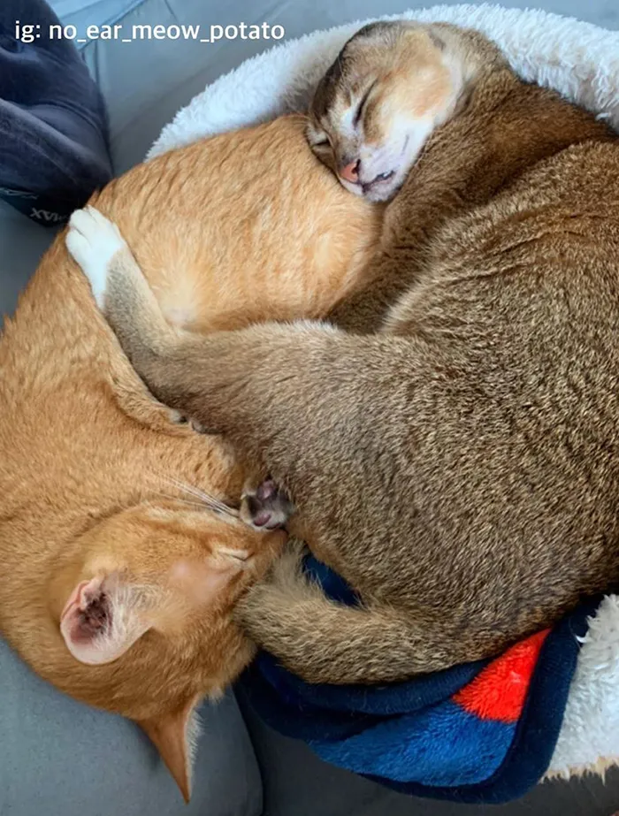 Cat Who Lost His Ears Finds Forever Home And A Best Friend (27 Photos)