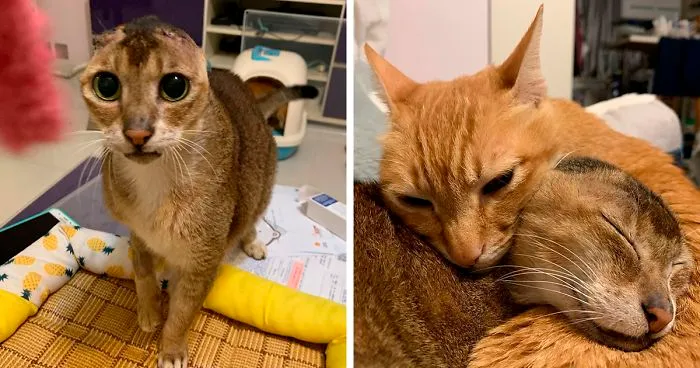 Cat Who Lost His Ears Finds Forever Home And A Best Friend (27 Photos)