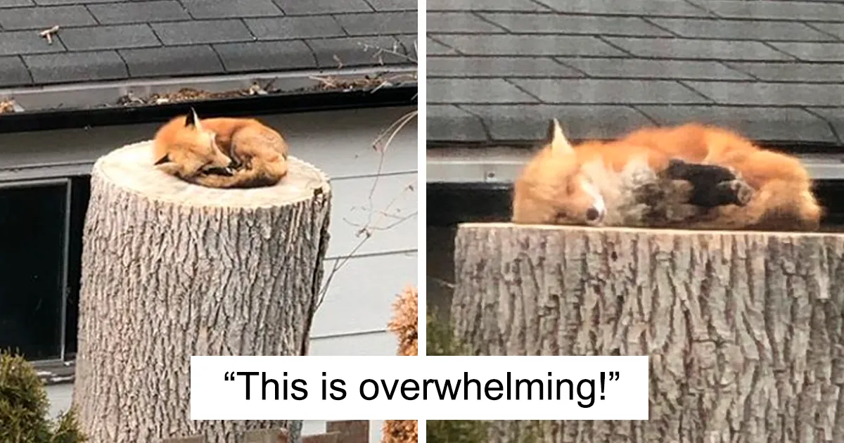 Fox Sleeping On A Tree Stump Makes The Day Of A Couple Stuck In Quarantine