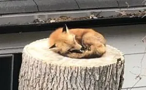 Fox Sleeping On A Tree Stump Makes The Day Of A Couple Stuck In Quarantine