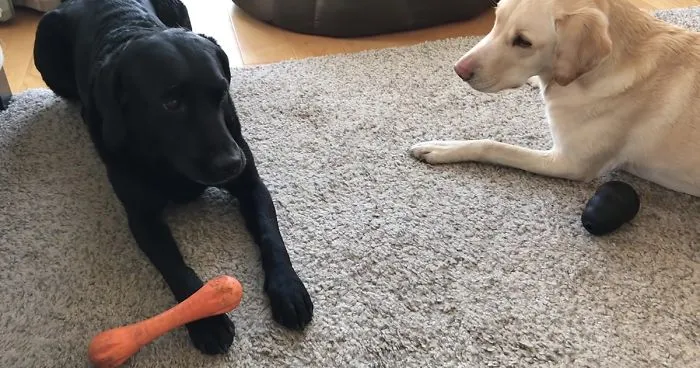 People Are Laughing At This Sports Broadcaster Commenting On His Dogs Fighting Over A Chew Toy