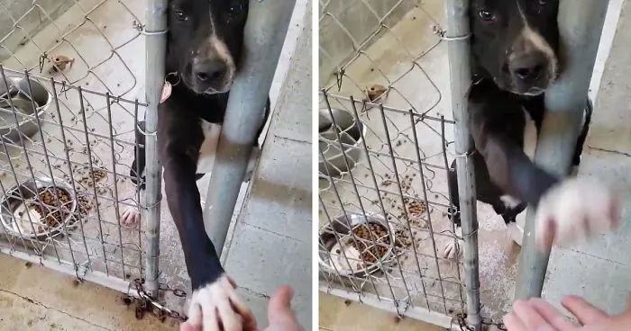 This Friendly Doggo Likes To Hold Hands With People Passing By His Kennel