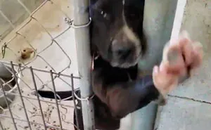 This Friendly Doggo Likes To Hold Hands With People Passing By His Kennel
