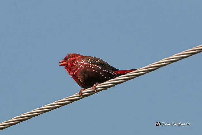 31 Photo Of Gorgeous Birds Called Strawberry Finches