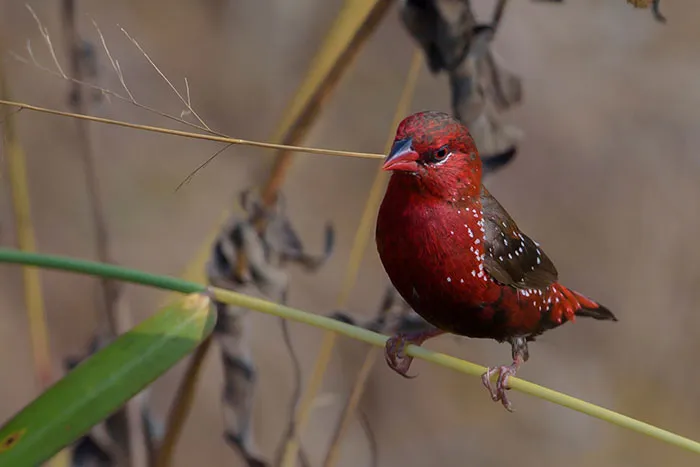 31 Photo Of Gorgeous Birds Called Strawberry Finches