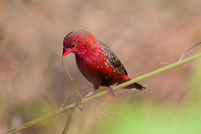 31 Photo Of Gorgeous Birds Called Strawberry Finches