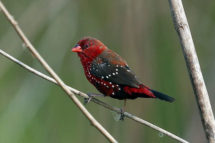 31 Photo Of Gorgeous Birds Called Strawberry Finches