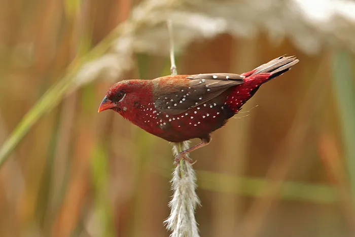 31 Photo Of Gorgeous Birds Called Strawberry Finches