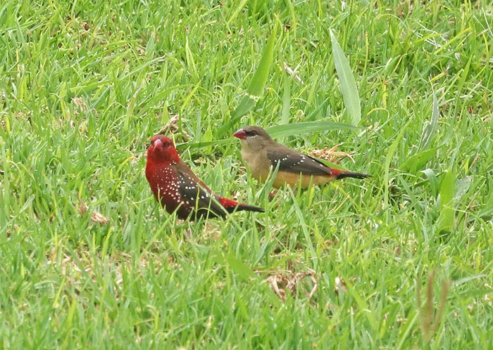 31 Photo Of Gorgeous Birds Called Strawberry Finches