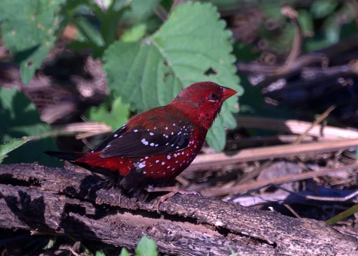 31 Photo Of Gorgeous Birds Called Strawberry Finches
