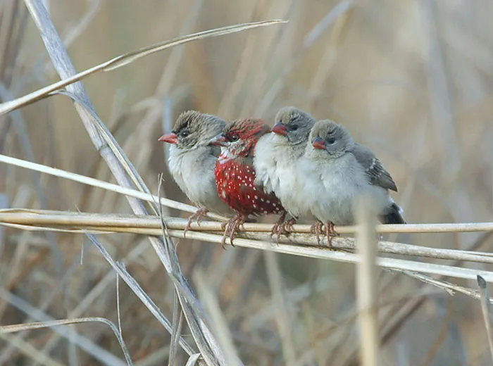 31 Photo Of Gorgeous Birds Called Strawberry Finches