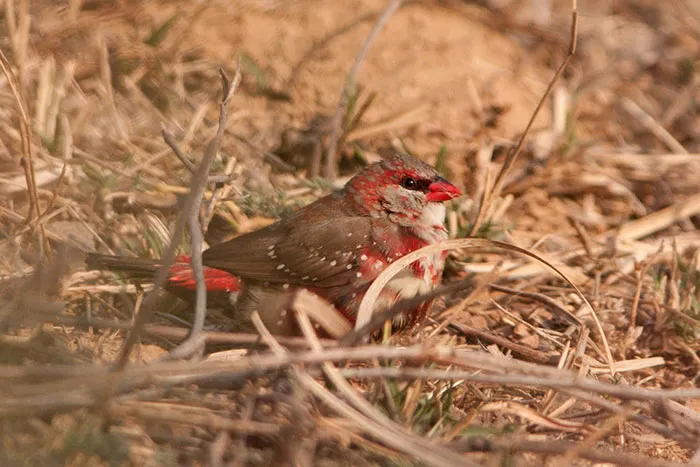 31 Photo Of Gorgeous Birds Called Strawberry Finches