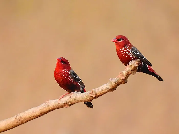 31 Photo Of Gorgeous Birds Called Strawberry Finches
