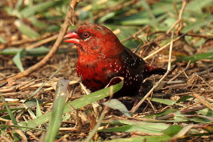 31 Photo Of Gorgeous Birds Called Strawberry Finches