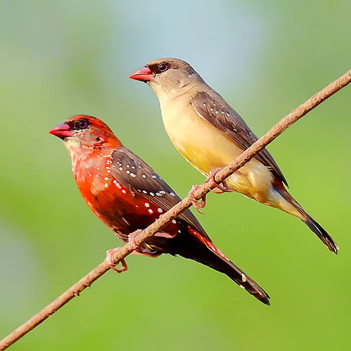 31 Photo Of Gorgeous Birds Called Strawberry Finches