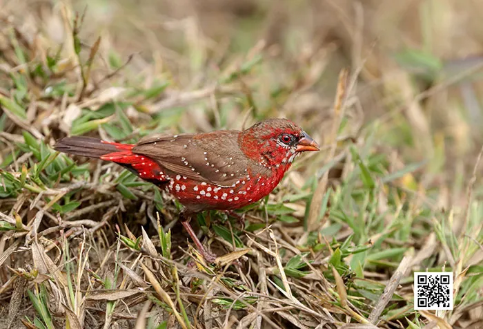 31 Photo Of Gorgeous Birds Called Strawberry Finches