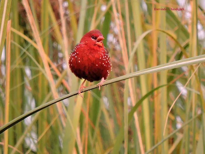 31 Photo Of Gorgeous Birds Called Strawberry Finches