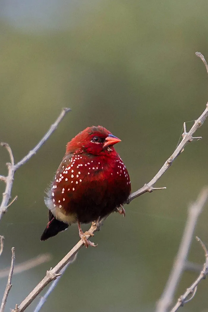31 Photo Of Gorgeous Birds Called Strawberry Finches