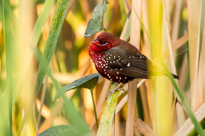 31 Photo Of Gorgeous Birds Called Strawberry Finches