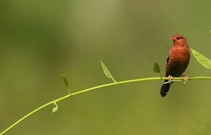 31 Photo Of Gorgeous Birds Called Strawberry Finches