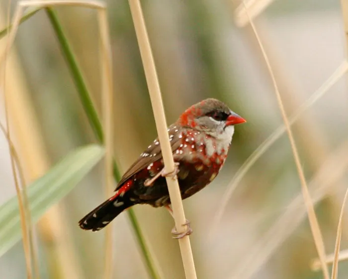 31 Photo Of Gorgeous Birds Called Strawberry Finches