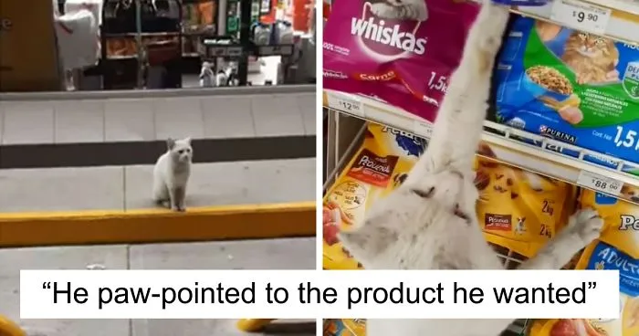 Clever Street Cat Leads A Woman To The Store And Asks Her To Buy Him Food, She Adopts Him