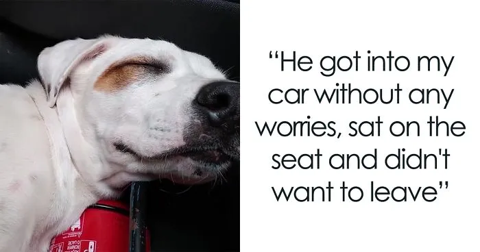 Man Finds A Stray Dog In His Car After Coming Back From The Store