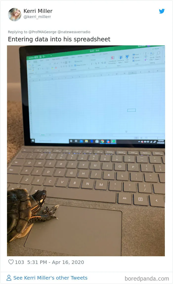Professor Asks Her Students To Show Their Dogs Doing Classwork, 30 People Send Her Their Photos