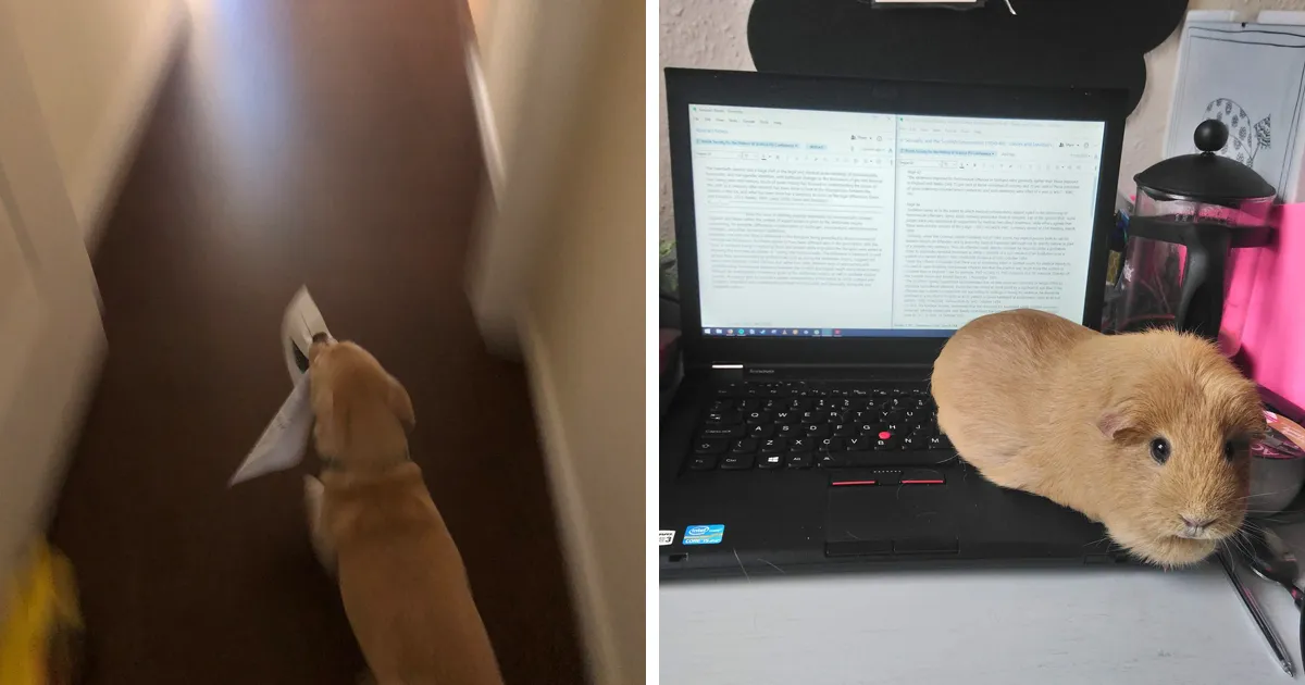 Esta profesora pidió a sus estudiantes que mostraran a sus perros haciendo los deberes, y aquí tienes 25 de las fotos enviadas